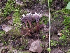 Thelephora anthocephala