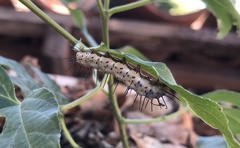 Heliconius charithonia