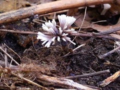 Thelephora anthocephala