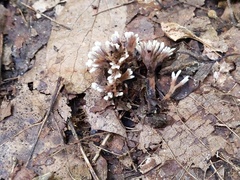 Thelephora anthocephala