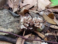 Thelephora anthocephala