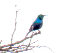 Cinnyris bifasciatus microrhynchus