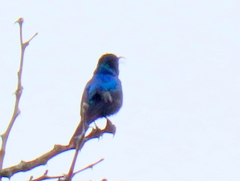 Cinnyris bifasciatus microrhynchus