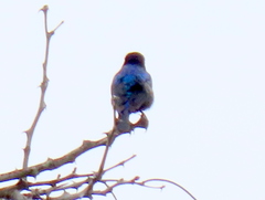 Cinnyris bifasciatus microrhynchus