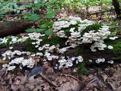 Clitocybula abundans