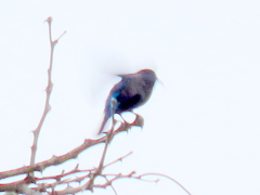 Cinnyris bifasciatus microrhynchus