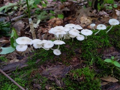 Clitocybula abundans