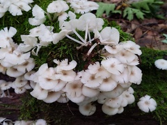 Clitocybula abundans