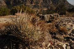 Echinofossulocactus lloydii