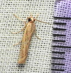 Fissicrambus profanellus