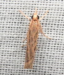 Fissicrambus profanellus