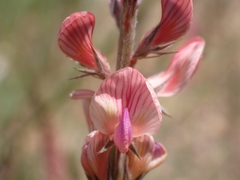 Onobrychis gracilis