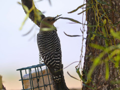 Melanerpes uropygialis