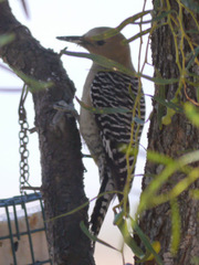 Melanerpes uropygialis