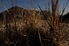 Echinofossulocactus lloydii