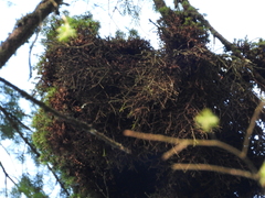 Arceuthobium douglasii