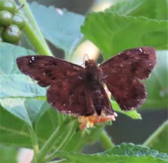 Eagris nottoana