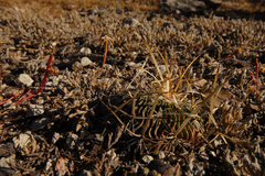 Echinofossulocactus lloydii