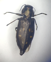 Phaenops fulvoguttata
