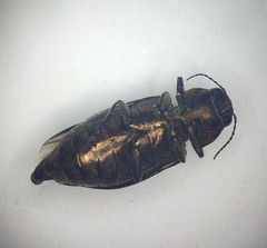 Phaenops fulvoguttata