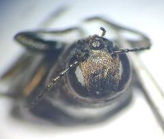 Phaenops fulvoguttata