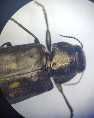 Phaenops fulvoguttata