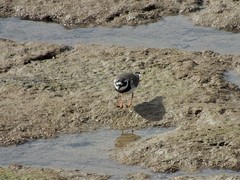 Charadrius hiaticula