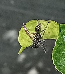Mischocyttarus