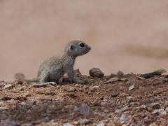 Xerospermophilus tereticaudus