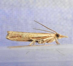 Fissicrambus profanellus