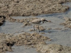 Charadrius alexandrinus