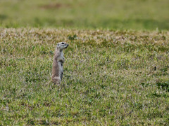 Xerospermophilus tereticaudus