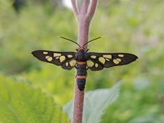 Amata cyssea