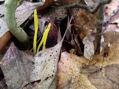 Clavulinopsis helvola