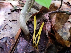 Clavulinopsis helvola