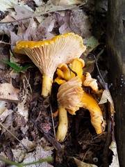 Cantharellus flavus