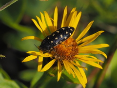 Acmaeodera degener