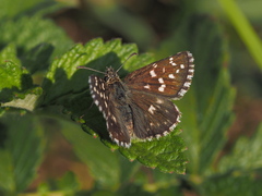 Pyrgus melotis