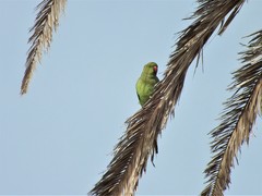 Psittacula krameri