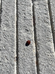 Coccinella septempunctata