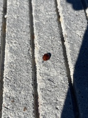 Coccinella septempunctata