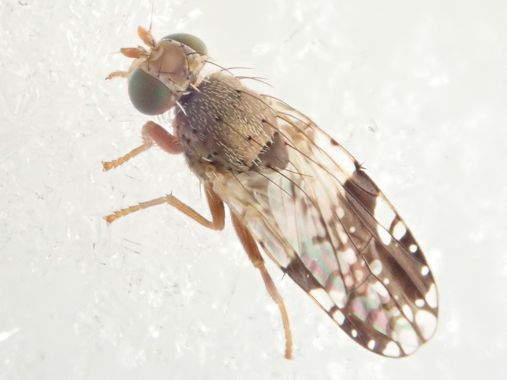 Tephritis fallax
