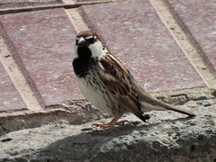 Passer hispaniolensis