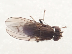 Coenia curvicauda