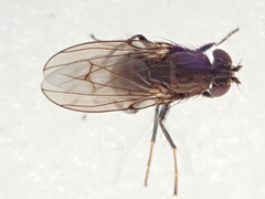 Coenia curvicauda