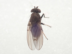 Coenia curvicauda