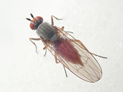 Heteromyza