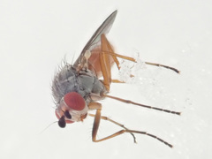 Heteromyza