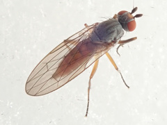 Heteromyza