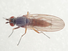 Heteromyza